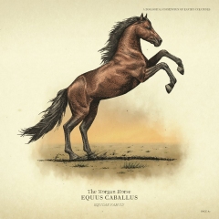Morgan-Horse