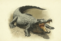 American-Alligator