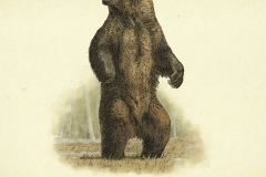 American-Brown-Bear