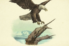 Bald-Eagle