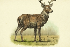 Buck