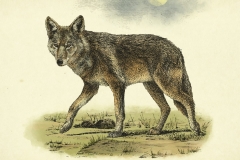 Coyote