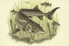 Lake-Sturgeon