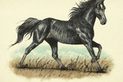 Tennessee-Walker