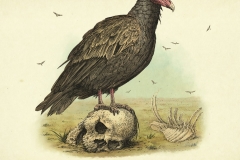 Turkey-Vulture